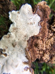 Heterobasidion parviporum