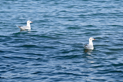 Chroicocephalus ridibundus