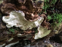 Heterobasidion parviporum