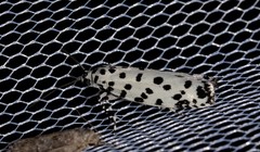 Ethmia clytodoxa