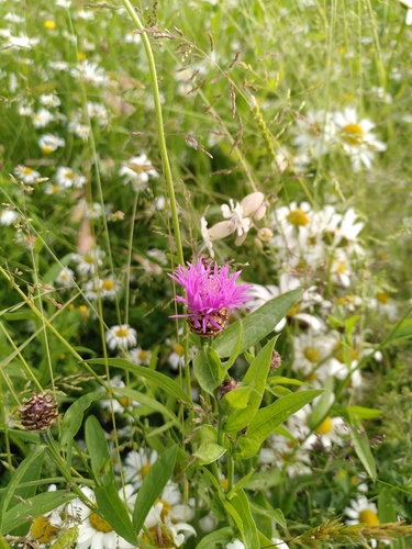 Centaurea nigra iNat (3)