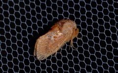 Pseudanapaea denotata