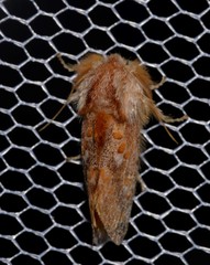 Pseudanapaea denotata