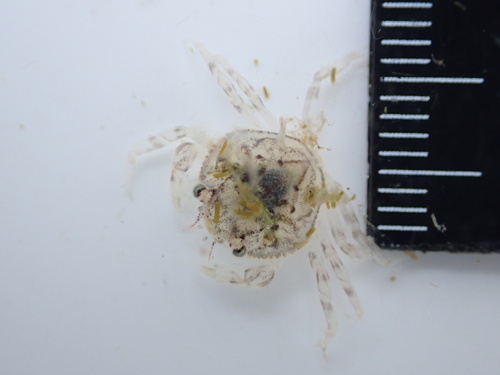Dungeness Crab, photo 8 of 10
