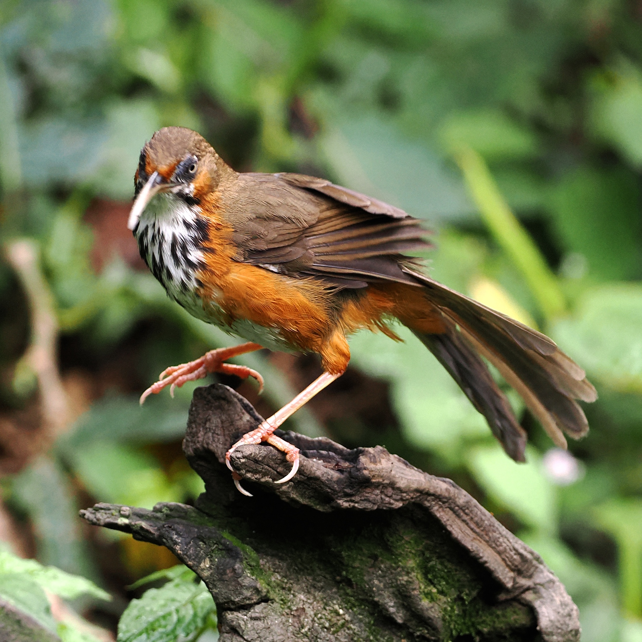 Black-streaked Scimitar Babbler