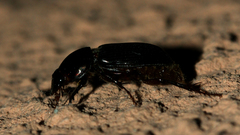 Acrossidius tasmaniae