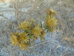 Carlina graeca