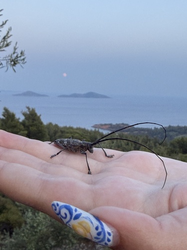 Black Pine Sawyer Beetle, Voreies Sporades Skopelou, Alonnisos, Thessaly, GR, photo 9 of 10