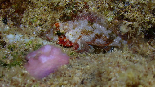 Galactacma scorpionfish (Sebastapistes galactacma) — Scorpaenidae — 4