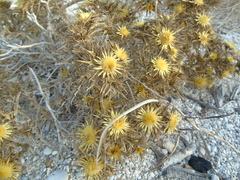 Carlina graeca