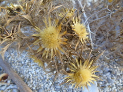 Carlina graeca