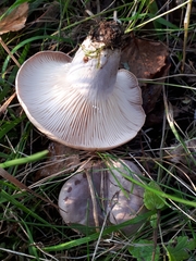 Lactarius flexuosus