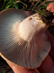 Lactarius flexuosus