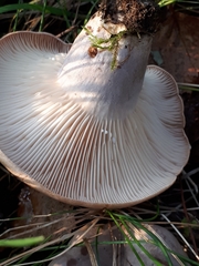 Lactarius flexuosus