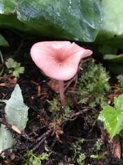 Entoloma subrubineum