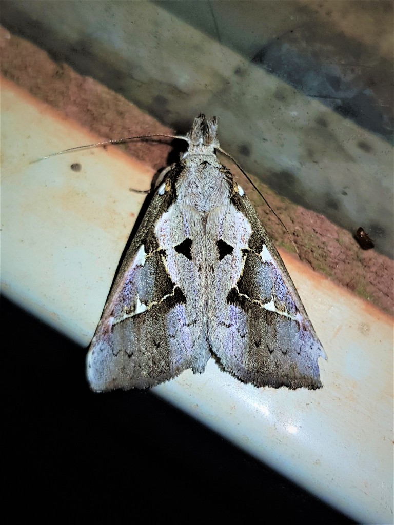 Phyllopalpia