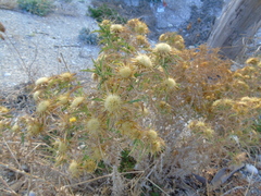 Carlina graeca