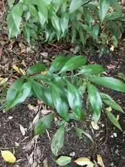 Ruscus colchicus