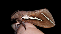 Abantiades latipennis