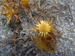 Carlina graeca