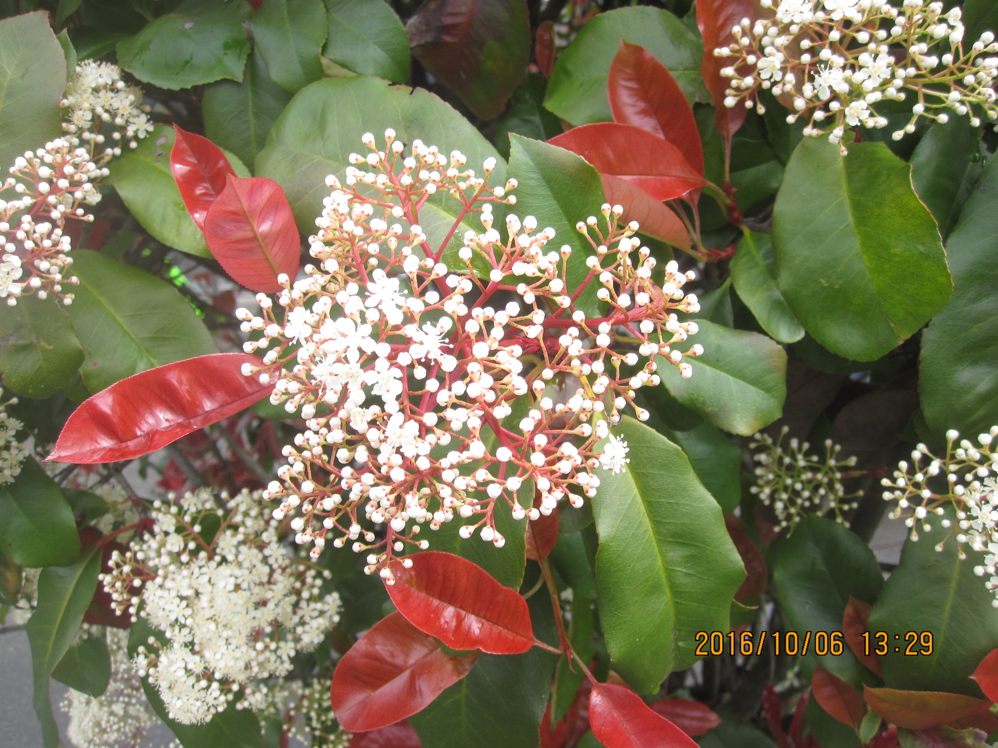 Red Tip Photinia (Hybrid Photinia  fraseri)  iNaturalist