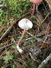 Entoloma subrubineum