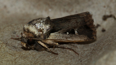 Proteuxoa tortisigna