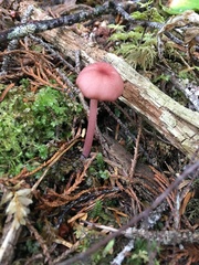 Entoloma subrubineum