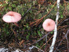 Entoloma subrubineum