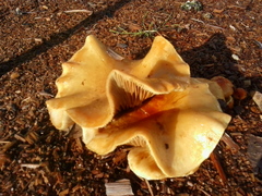 Fungi