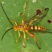 Neotheronia septentrionalis - Photo (c) skitterbug, algunos derechos reservados (CC BY), subido por skitterbug