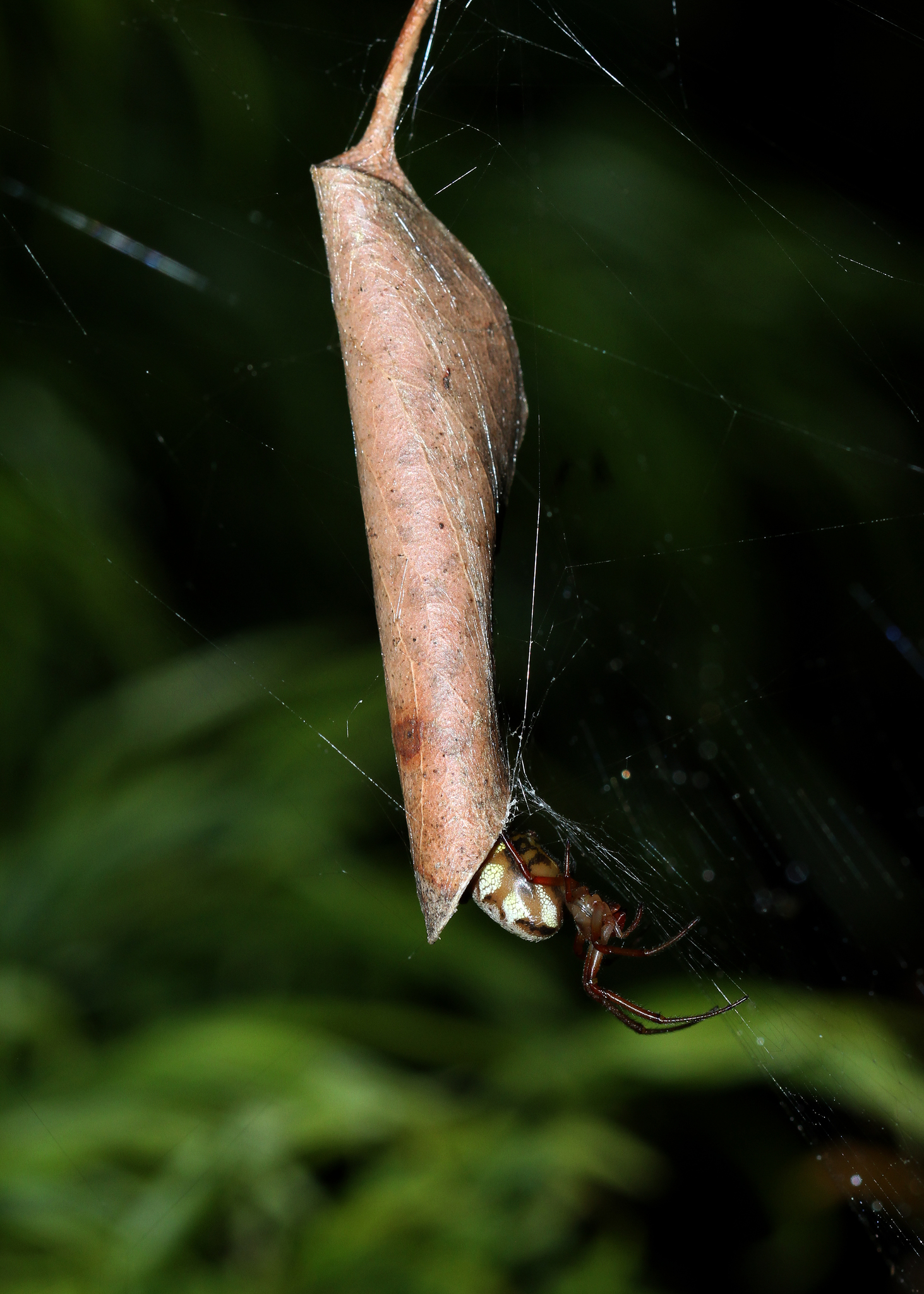 File:Slack leaf curling spider (3375407106).jpg - Wikimedia Commons