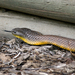 Tiger Snakes - Photo (c) David Cook, some rights reserved (CC BY-NC)