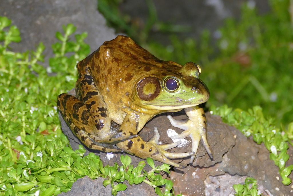 American Bullfrog From Poipu, Koloa, Hi 96756, Usa On September 02 