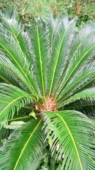 Cycas revoluta