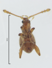 Gerallus punctipennis