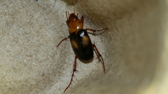 Phyllotocus bimaculatus