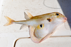 Threetooth Puffer photo 2