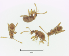 Gerallus punctipennis