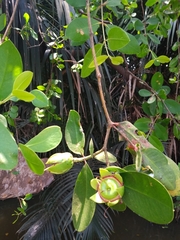 Sonneratia caseolaris