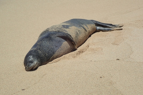 Hawaiian Monk Seal