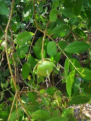 Sonneratia caseolaris