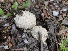 Amanita echinocephala