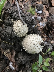 Amanita echinocephala