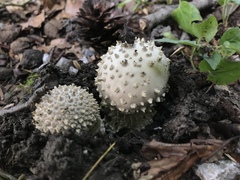 Amanita echinocephala