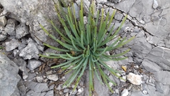 Agave striata striata