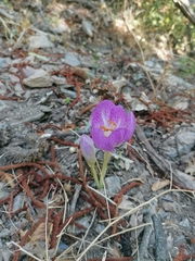 Colchicum bivonae