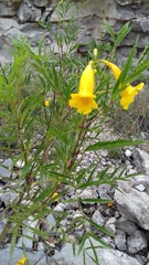 Tecoma stans angustata