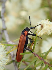 Rhinotia haemoptera