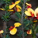 Dillwynia ramosissima - Photo (c) Boobook48, algunos derechos reservados (CC BY-NC-SA)